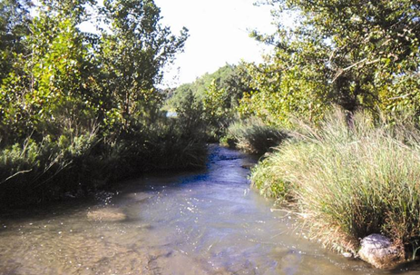 Texas Riparian & Stream Ecosystem Workshop – Brady Creek Watershed ...